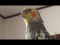 オカメインコ さえずり(13分)
