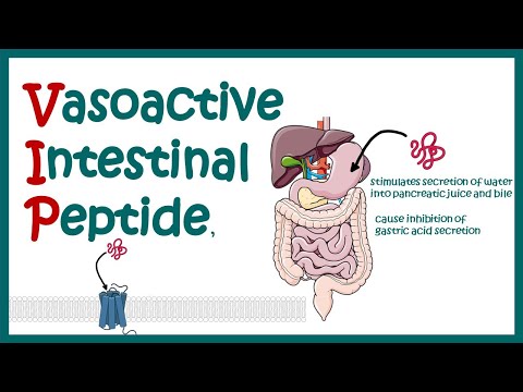 VIP (vasoactive intestinal peptides) || structure and function