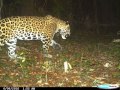 Jaguares apareándose en Yucatán, México