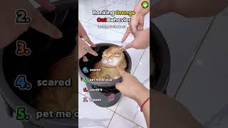 Ranking orange cat behavior 2 #cat #ranking #funny #funnyanimals #pets #shorts