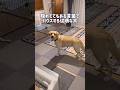 ソファーに隠れてても、ある言葉でハウスする従順な犬★#shorts #ラブラドールレトリバー #dog #labradorretriever
