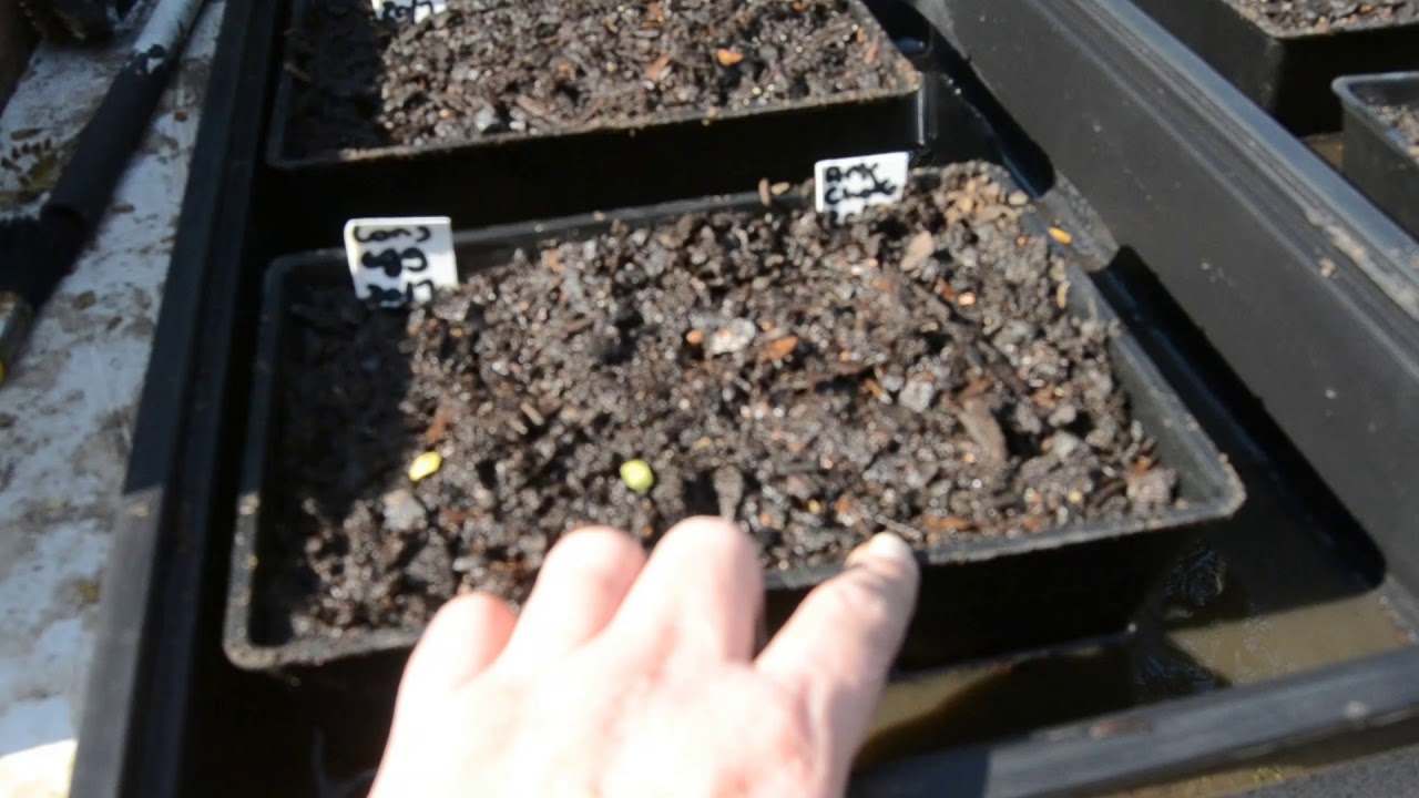 Planting  Herb seeds in July 2020 for our spring garden.