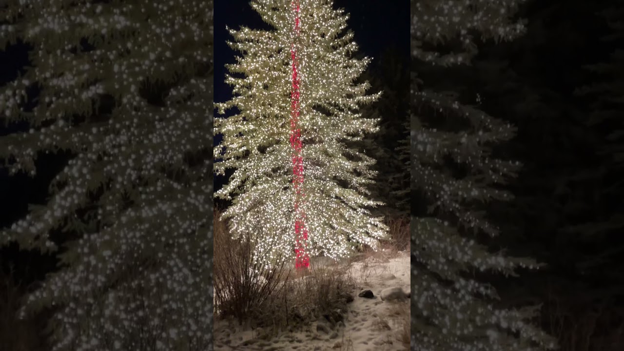 Best Xmas tree ever YouTube