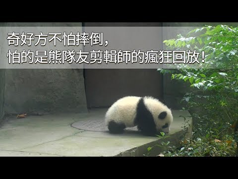《熊貓早晚安》奇好方不怕摔倒，怕的是熊隊友剪輯師的瘋狂回放！ | iPanda