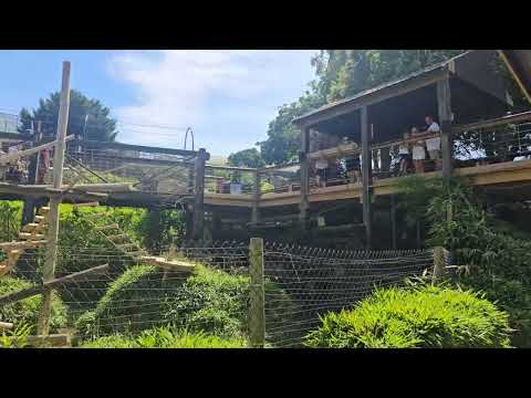 Cho choo train at Colchester Zoo 🇬🇧