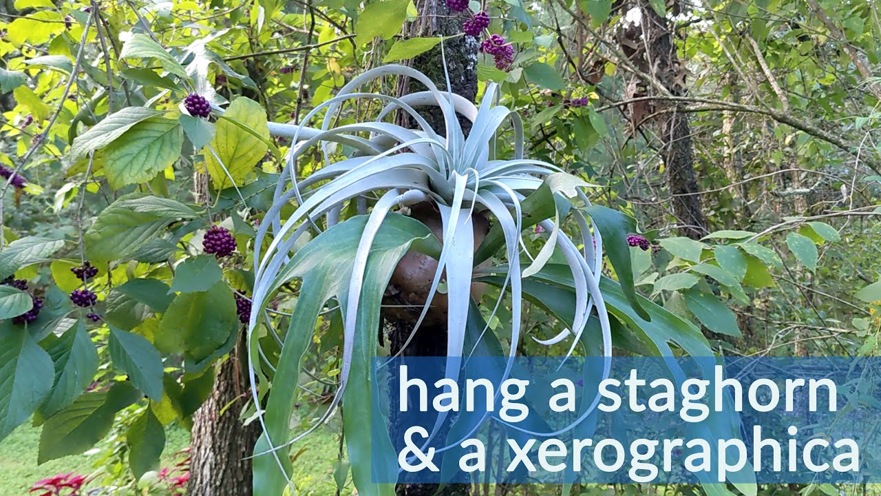 Hanging staghorn ferns and a tillandsia xerographica 