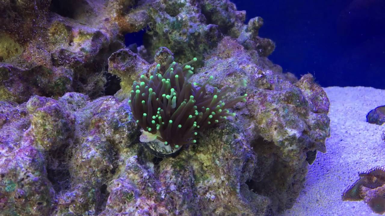 Torch coral YouTube