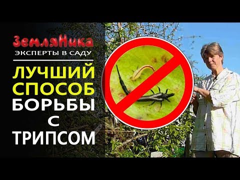 Вопрос: Какие болезни и вредители поражают годецию?