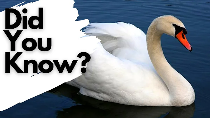Things you need to know about  MUTE SWANS - DayDayNews