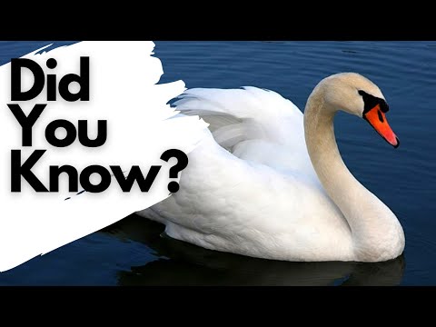 Video: Mute swan: description, habitat and photo