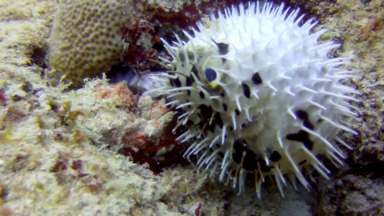 y2mate com   Octopus vs  Pufferfish QweSQXmbnXw 1080p