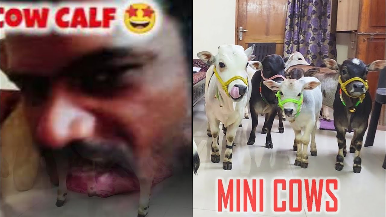 Real Cow Calf Mooing Sound at Village 🐄 | Loud Cow Sound Video | Real Desi Cow | Kumar Pradip Vlogs