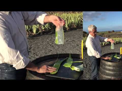 gel di aloe vera sul glande