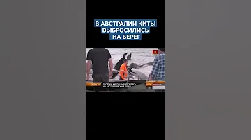 💥ДЕСЯТКИ КИТОВ ВЫБРОСИЛИСЬ НА АВСТРАЛИЙСКИЙ ПЛЯЖ. #киты #австралия #shorts