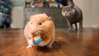 Mouse Hunt by AaronsAnimals 3 years ago 4 minutes, 23 seconds 24,043,597 views