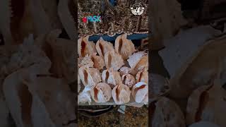 من أعماق البحر تنتشل الصدفيات لتغدو في جزيرة أرواد بين أيدي أهلها قطعا فنية تنطق بالجمال