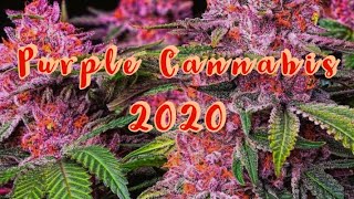 Only Purple! 50 Strains Compilation! Purple Weed Strain Hunter