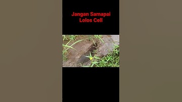 Otter Mengejar Ikan Lele di Sawah#boncelku #kotsumet #lotre #lingsang #berangberang #sero #otter