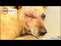 Dog's eyeball ruptured, urgent surgery saved Sammy's life.