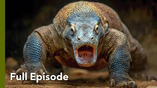 Nature’s Most Terrifying Predators | Attack and Defend 104