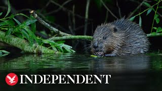 Beavers found living wild in Avon catchment for first time in 400 years