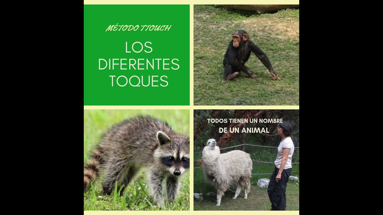 👍👍¡El Bienestar de tu perro con los toques de TTouch!😲🐶