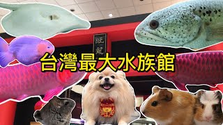 台灣最大貓狗寵物水族館一日遊「魚中魚參訪」Taiwan ... 