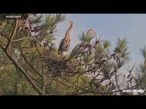 Chesapeake Conservancy Great Blue Herons | 2024 Highlights