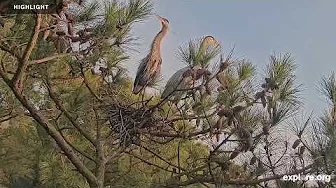 Chesapeake Conservancy Great Blue Herons | 2024 Highlights