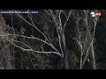 Footage From Researchers Claims To Show Ivory Billed Woodpeckers 