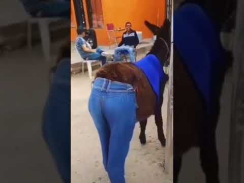 حتى الحمار دير روتيني اليومي 