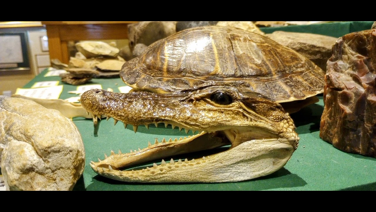 Safety Harbor FL Cultural Museum Friday