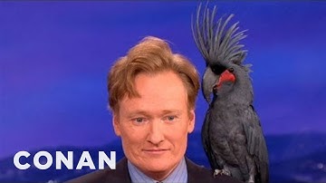 Animal Expert David Mizejewski: Black Palm Cockatoo & Crocodile | CONAN on TBS