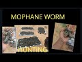 hunting MOPHANE worm
