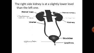 Class x biology chapter 9 the excretory system part1