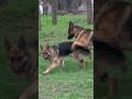 Родились щенки от Альфонса и Лолы 31.05.23 Одесса. #germanshepherd