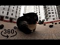 Кот Максвелл танцует в VR 360