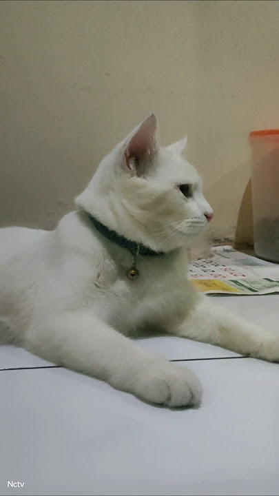Cupril cute 🥰#shortvideo #cat #ytshorts #cupril #youtubeshorts #cutecat #shorts #ytshort #viral #fyp