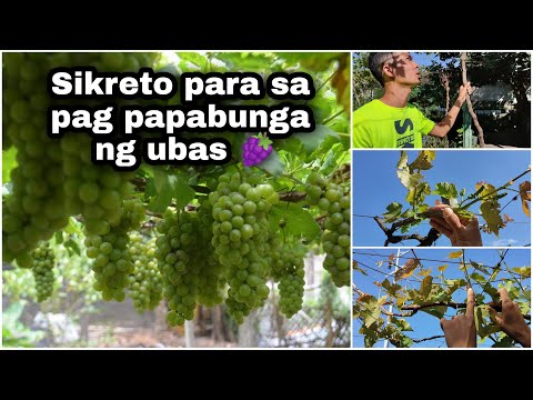 Video: Paano Mag-freeze Ng Mga Ubas