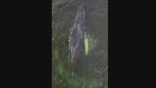 Thumbnail for Verzwakte walvis