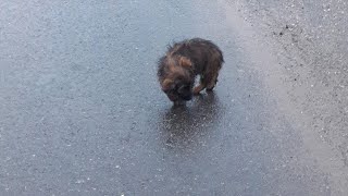 He Was Reeling, Scared Trying to Find a Way Out Among The Traffic by Animal Rescue 1 month ago 11 minutes, 14 seconds 24,066 views