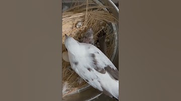 Breeding Progress of Diamond Pied Dove #shorts #viralshots #dove