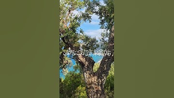 سورة فاطر رعد الكردي