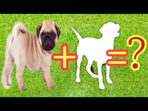 TOP 10 MOST POPULAR PUG MIX BREEDS