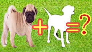 TOP 10 MOST POPULAR PUG MIX BREEDS | PUG CROSS BREEDS