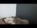 Funny movie with amstaff 3 months sleeping