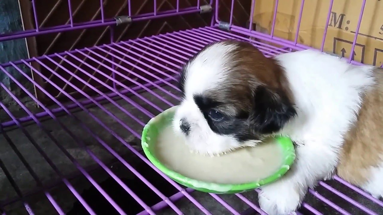 3 week old puppy food