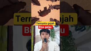 ternyata gajah bisa galau ⁉️😱 #facts #funny #science #animals