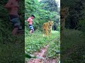 #tiger #lionhunters #wildlife #nature #shorts #shortvideo #shortsfeed