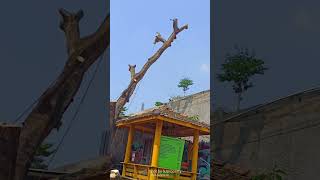 teknik menarik berlawanan arah kemiringan pohon, dg lokasi super sempit #tree #service #wood